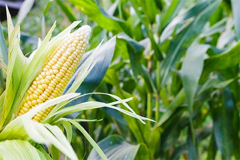 Corn crop covered by Farm Insurance in Treynor, IA