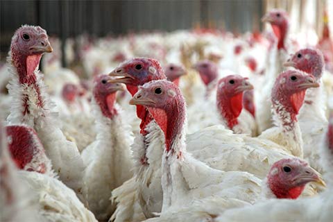 a group of chickens on a farm with Farm Insurance in Papillion, NE